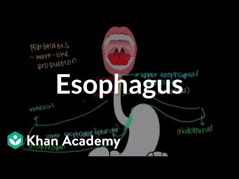 Esophagus