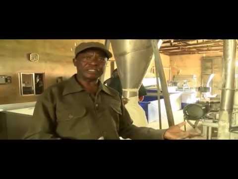 Cassava Processing