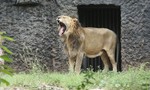 Indian Lion rest inside the Alipore Zoo in Kolkata in Eastern India City