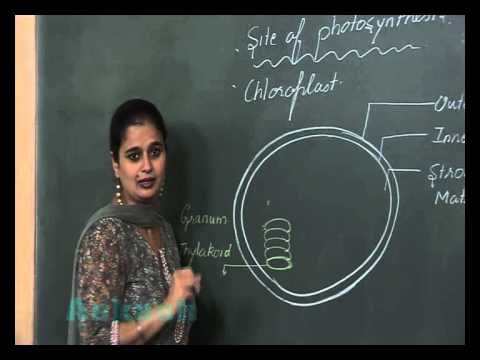 Class 11-Botany-Photosynthesis in Higher Plants-Medical-NEET Videos