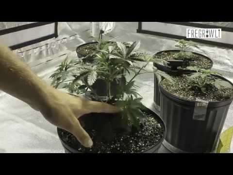 How To - Lollipopping a Cannabis Plant for Higher Yields