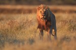 Cecil the lion’s brother Jericho shot dead in Zimbabwe, conservationists say