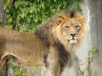 Lion -animals- wildlife -zoo