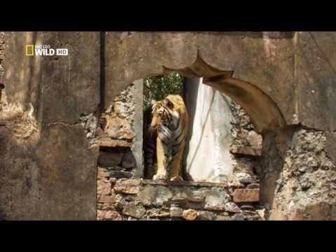 Tigers Revenge National Geographic Documentary