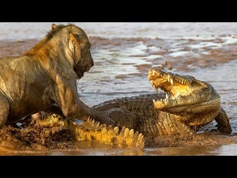 Lions Documentary: Deep Rivers of Blood - Lions vs Crocs |Special Animal Planet|