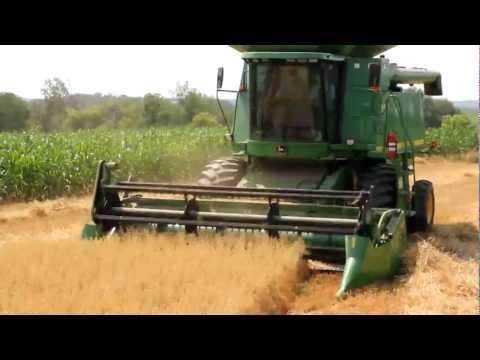 Harvesting Oat Crop