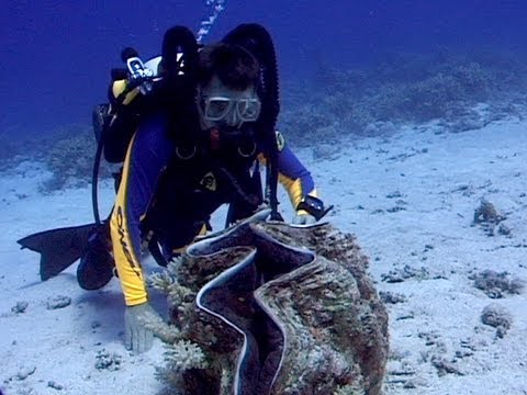 Jonathan Bird's Blue World: Giant Clams