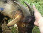 A woman plays with a goat