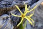 Anthocercis littorea, Solanaceae, growing in Lancelin.