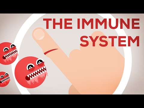 Why You Are Still Alive - The Immune System Explained