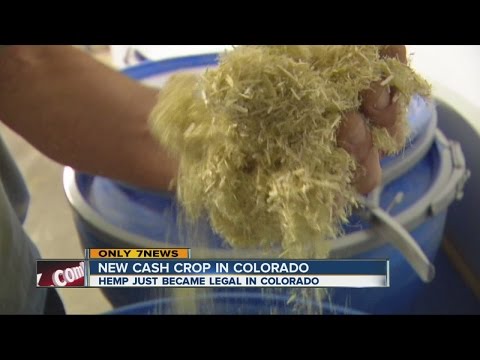 First large-scale hemp plant starts in Colorado