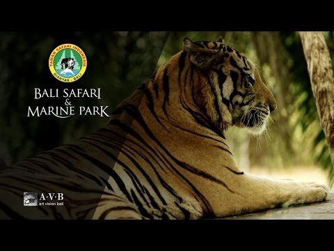 Bali Safari & Marine Park Corporate Video [Director's Cut]