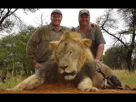 WALTER J. PALMER from River Bluff Dental - GAME HUNTER KILLS LION WITH GUN