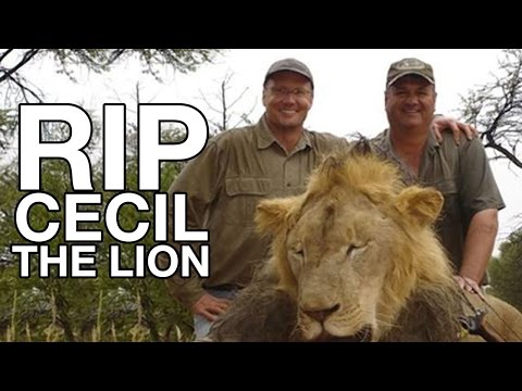 Cecil The Lion Killed by American Dentist Walter Palmer River Bluff Dental, Lion Hunting in Zimbabwe