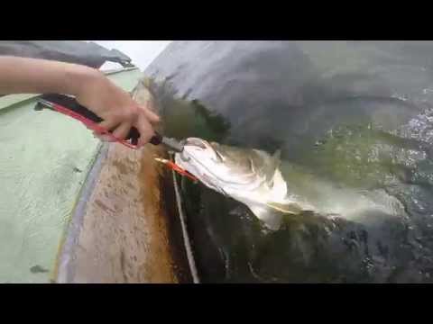 Nile Perch fishing trip to Lake Victoria, Uganda 2014