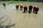 File - Kashmiri women sowing seedlings in a paddy field in the central Kashmir district of Budgam, India, Saturday 6, June 2015.