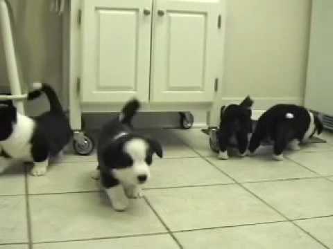 Herding the cat at 6 weeks old