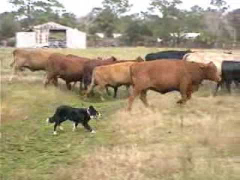 Border Collies Herding Cattle