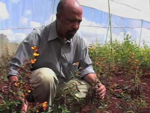 High-Protein Pea Varieties to Fight Hunger Being Developed