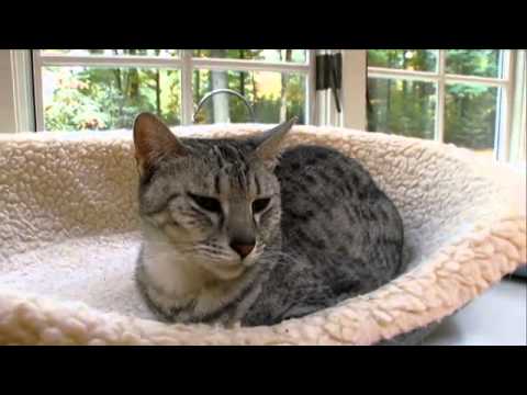 Cats 101 Animal Planet - Egyptian Mau ** High Quality **