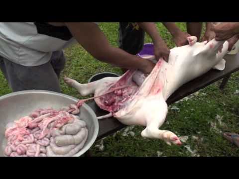 Filipino Pig Slaughter - Whole Roasted Method