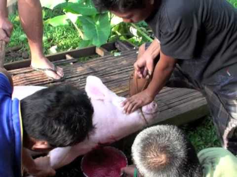 Filipino Pig Slaughter - The Original