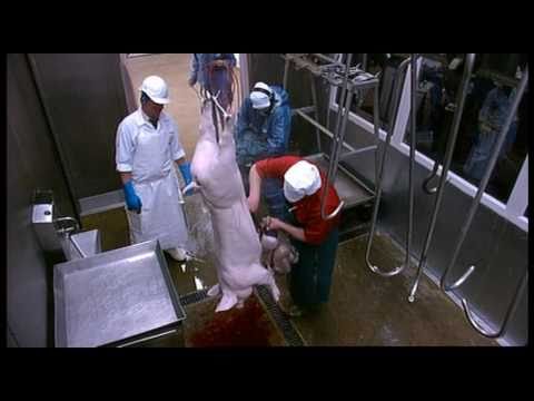 Kill It Cook It Eat It: Pig Slaughter