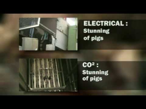 Pig slaughter- Comparison of different stunning methods used