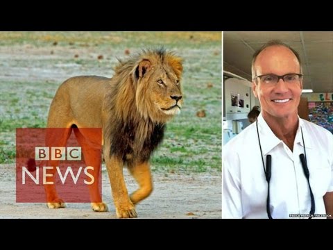 Cecil the lion: US hunter 'regrets' killing - BBC News