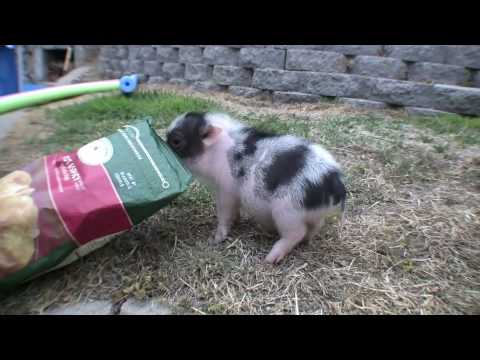 Meet Carnitas, the CUTEST miniature pig EVER!