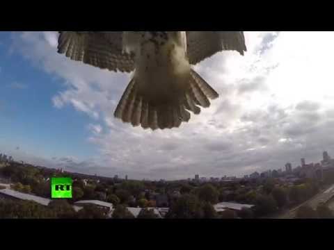 Hawk attacks drone! 'Angry bird' takes down quadcopter from skies