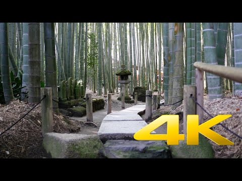 Kanagawa Kamakura Hokokuji Temple - 報国寺 - 4K Ultra HD