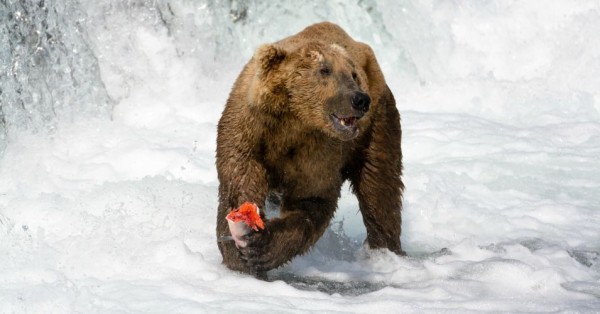 Brown bear eating salmon at Katmai National Park.   (Photo: Christoph Strässler/flickr/cc)