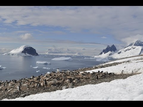 Antarctica: the frozen kingdom (Antarctic Wildlife Documentary)