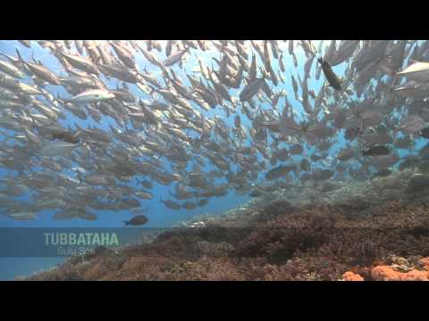 Tubbataha, Sulu Sea