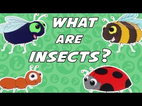 What Is An Insect?