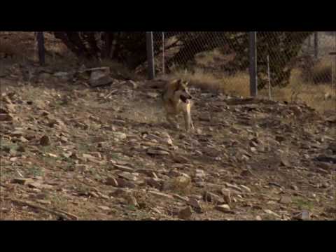 ShamuTV: Wolves - Bringing Back the Mexican Gray Wolf HD