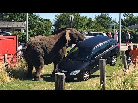 Elephant Attack: Circus Animal Lifts Car Off The Ground