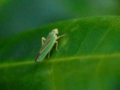 Rhododendron Leafhopper (Graphocephala fennahi) / Rhododendronzikade