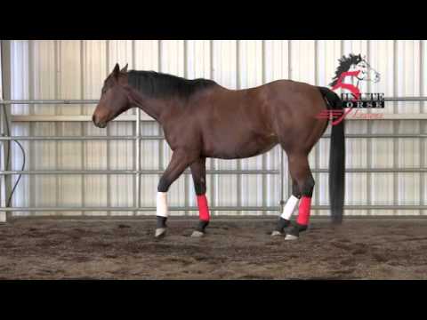 Horse Gaits --  Footfall:  Emphasis on the Diagonal