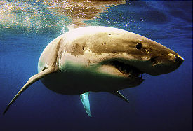 great white shark