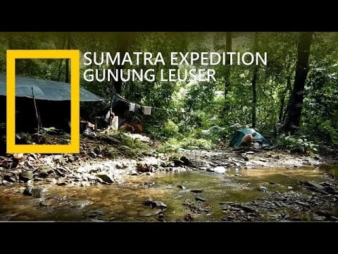 Jungle Expedition Sumatra 2014