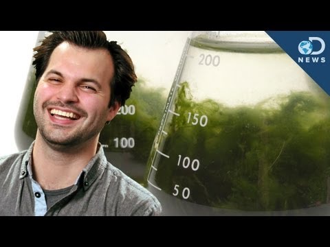 4 Ways Algae is Awesome