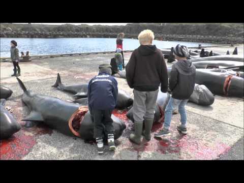 Pilot Whale Hunt Faroes June 2012