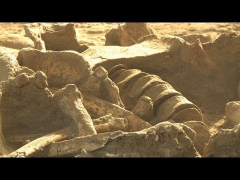 Un squelette de mammouth découvert en Seine-et-Marne