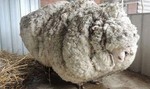 Chris world’s woolliest sheep (unofficially) gets cut