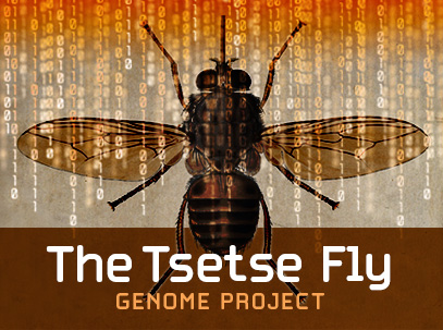 Tsetse Genome