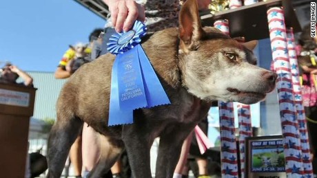 ugliest dog contest moos erin dnt_00001118.jpg