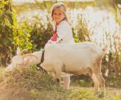 Farm dust may protect children from asthma, allergies