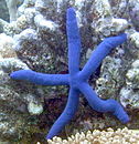 BlueSeaStar 2.jpg